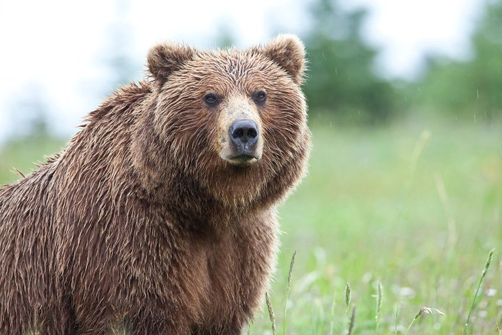 Ultimate Alaskan Adventure: Ocean Wildlife to Interior Wilderness 9 Day/8 Nights - Photo 1 of 25